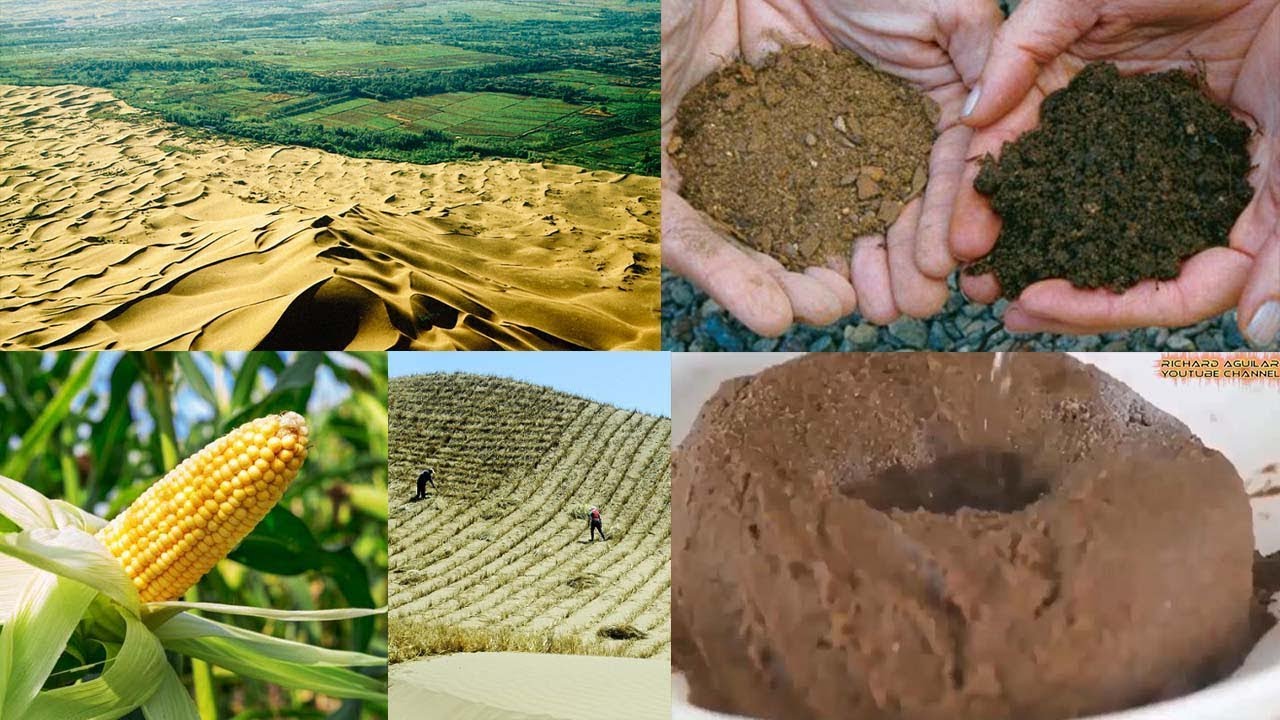 Desert Sand Into Fertile Soil: A 10-Month Transformation
