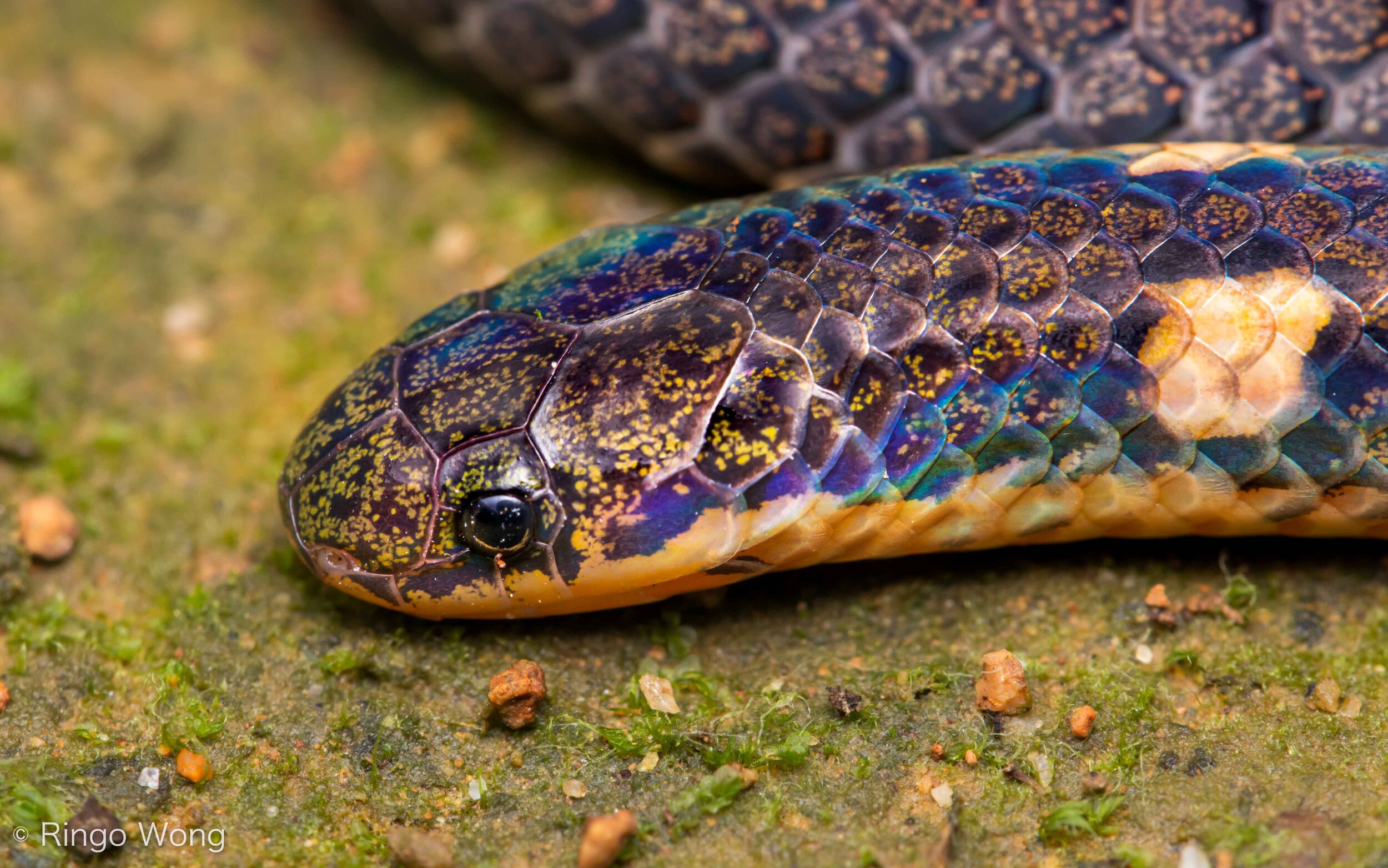 Garo Hills Reed Snake: A New Species Discovered in Meghalaya