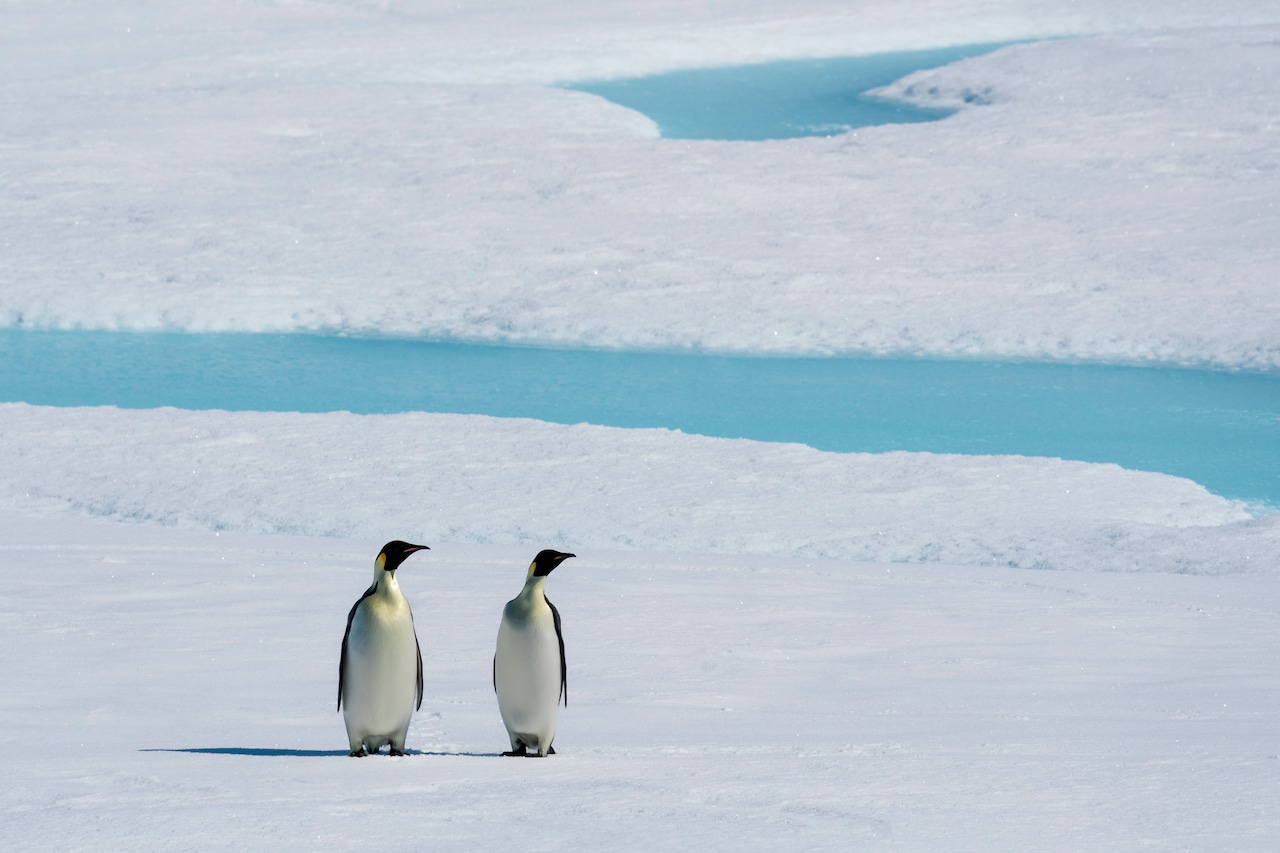 Emperor Penguins Endangered: What IUCN Means for Their Survival