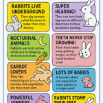 Fun Facts About Rabbits That Will Surprise You Completely