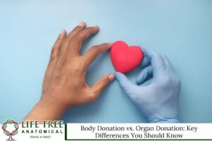 Medical Students Ethics: Guidelines for Respecting Body Donation