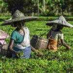 Assam Tea Land Dispute: Alarm Over Allegations of Illegality