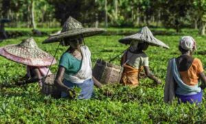 Assam Tea Land Dispute: Alarm Over Allegations of Illegality