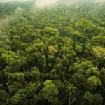 Deforestation in Brazil: Surprising Decline Reshapes Global Climate Debate