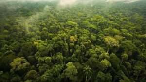 Deforestation in Brazil: Surprising Decline Reshapes Global Climate Debate