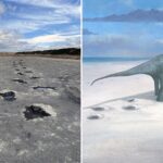 Jurassic Dinosaur Footprints Discovered in Oxfordshire Quarry