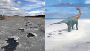Jurassic Dinosaur Footprints Discovered in Oxfordshire Quarry