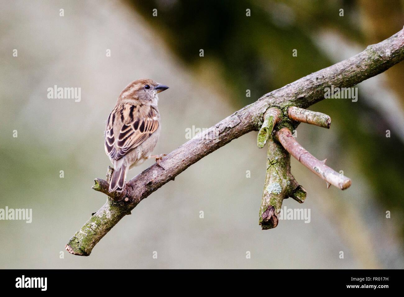 Sparing Sparrow Silence: Can We Bring Back Their Chirps in Cities?