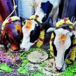 Cow as Rashtra Mata: A Letter in Blood Sparks Controversy