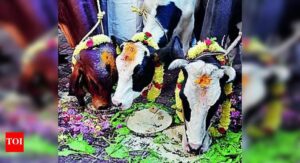 Cow as Rashtra Mata: A Letter in Blood Sparks Controversy