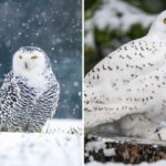 Animals Turn White in Winter: Nature’s Amazing Survival Trick