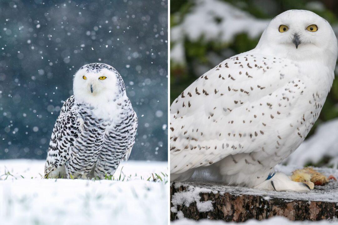 Animals Turn White in Winter: Nature’s Amazing Survival Trick