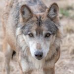Himalayan Apex Predators: Surprising Coexistence Unveiled in Study