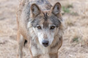 Himalayan Apex Predators: Surprising Coexistence Unveiled in Study