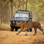 Jungle Safaris: Why Lovers of the Wild Seek out Nature’s Mysteries