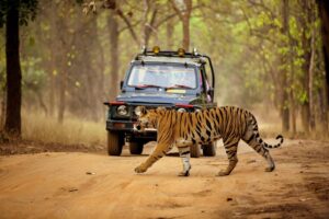 Jungle Safaris: Why Lovers of the Wild Seek out Nature’s Mysteries