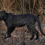 Black Panthers: Surprising Facts You Never Knew About Them