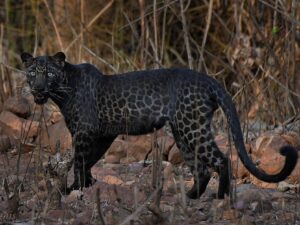 Black Panthers: Surprising Facts You Never Knew About Them