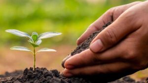 SALT Farming in Manipur: Revolutionizing Sustainable Agriculture