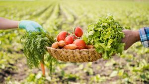 Organic Spice Processing Plant In Meghalaya: A Game Changer for Farmers