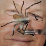 Australia’s Real-Life Spider-Man Spreading Joy to Sick Children
