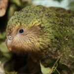 Himalayan Monal: Unveiling the Mysteries of the Nine-Colored Jewel