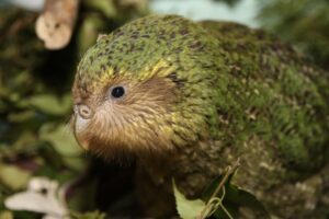 Himalayan Monal: Unveiling the Mysteries of the Nine-Colored Jewel