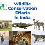 Snow Leopard Conservation Society in Ladakh: What to Expect Soon