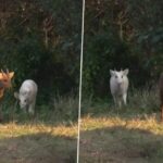 Albino Hog Deer: Unveiling the Mysteries Behind This Rare Sight
