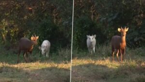 Albino Hog Deer: Unveiling the Mysteries Behind This Rare Sight