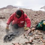Antarctica Dinosaur Fossil Discovered After 40 Years in Museum Drawer
