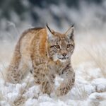 Eurasian Lynx Spotted in Sikkim: Rare Himalayan Wildlife Revelation
