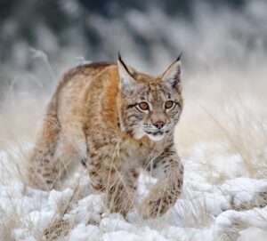 Eurasian Lynx Spotted in Sikkim: Rare Himalayan Wildlife Revelation