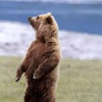 Animals That Walk on Two Legs: Surprising Bipedal Marvels