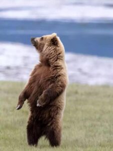 Animals That Walk on Two Legs: Surprising Bipedal Marvels