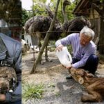 Fukushima Nuclear Disaster Animals: The Hero Who Returned
