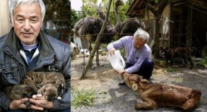 Fukushima Nuclear Disaster Animals: The Hero Who Returned